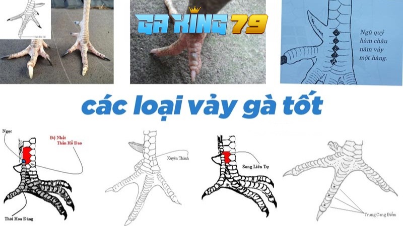 Giới thiệu về các loại vảy gà quý Giới thiệu về các loại vảy gà quý
